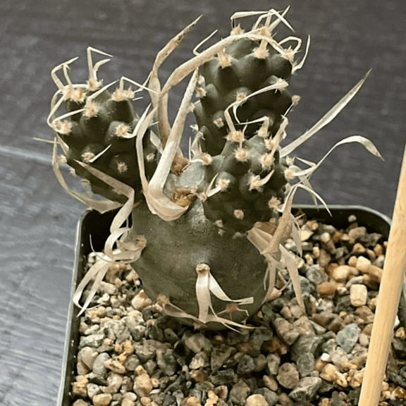 Paper Spine Cactus, Tephrocactus Articulatus, Pine Cone Cactus, Rare Cactus in 3" pot