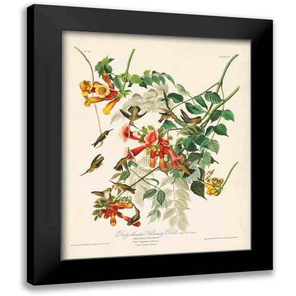 Audubon, John James 12x14 Black Modern Framed Museum Art Print Titled - Pl 47 Ruby-throated Hummingbird