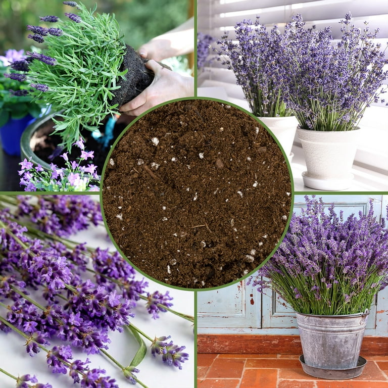 Soil Sunrise Lavender Potting Soil Mix, 4 Quarts, Indoor/Outdoor -  Walmart.com