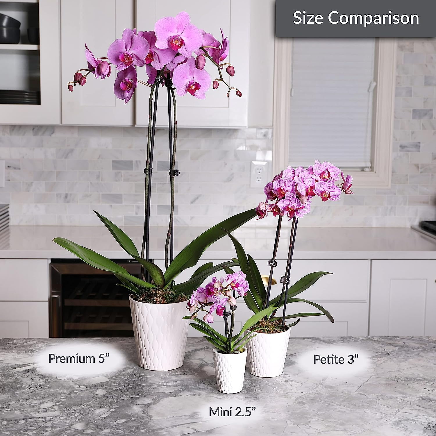 Just Add Ice 16-30" Watercolor Blue Premium Orchid Live Plant in 5" Grey Ceramic Pot, House Plant