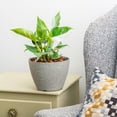 thumbnail image 4 of White Princess Philodendron in 6in. Grower's Pot - Large and Fully Rooted - Striking Variegation, 4 of 8