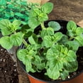 thumbnail image 2 of Greek Oregano Live Plant, Indoor Herb Garden Starter, Edible Flavorful Herb (4 Inch Tall), 2 of 5