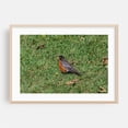 thumbnail image 2 of Robin in the Grass - Pennsylvania Photography Wildlife Bird Nature Animal Woodland Scenic Garden Unframed Wall Art Print 20 x 30 inches, 2 of 12