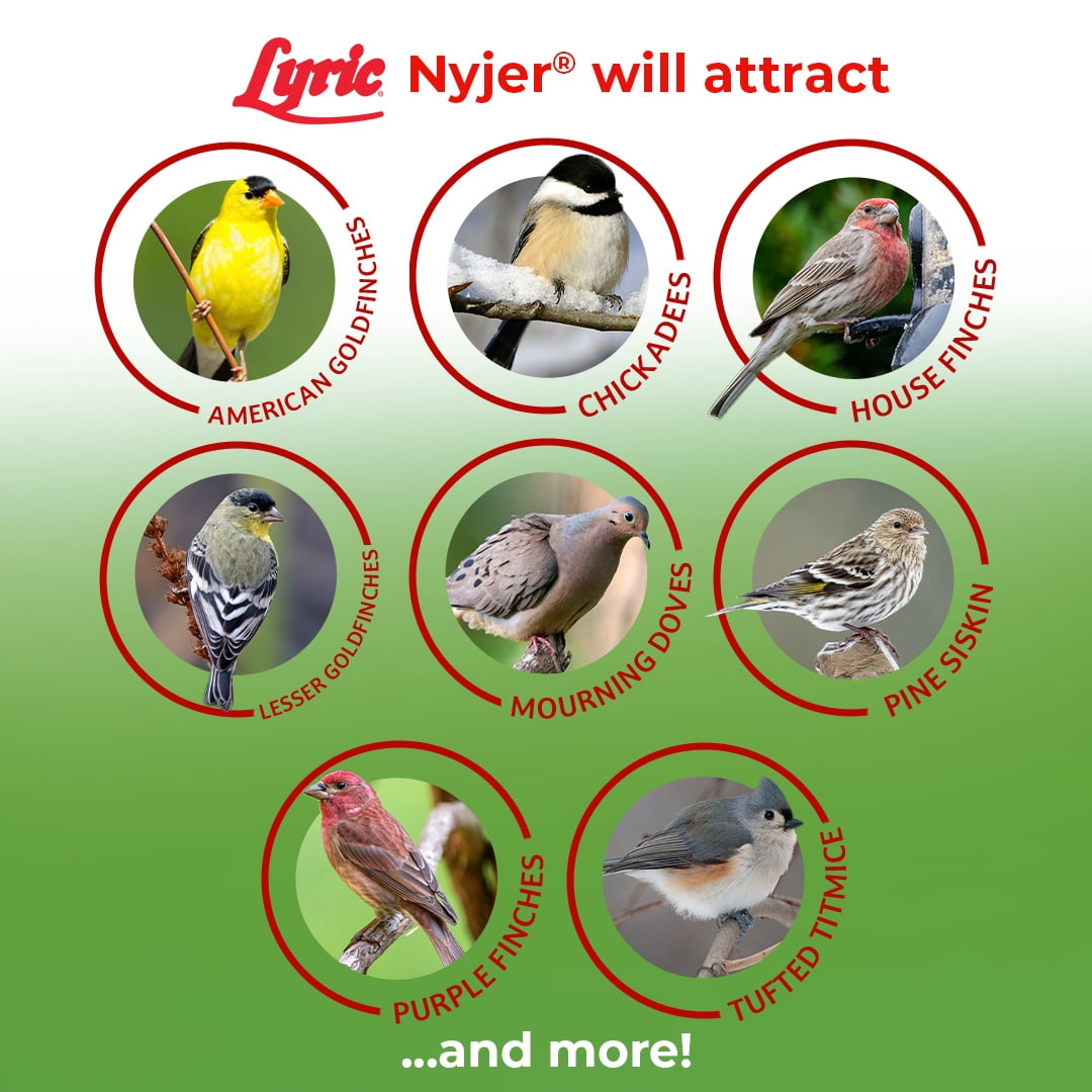 Lyric Nyjer Wild Bird Seed - Finch Food - 10 lb. Bag