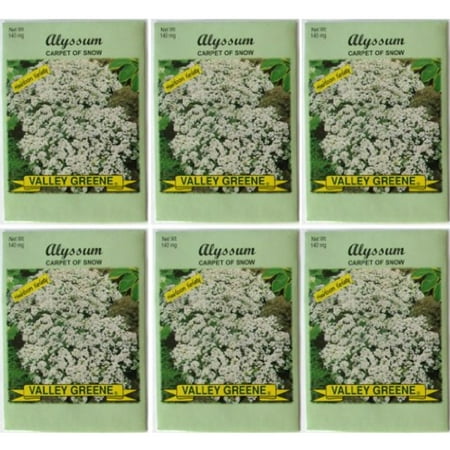 Knott Garden Valley Greene (6 Pack) Heirloom Variety Carpet Of Snow Alyssum Seeds 140 mg/package Non GE Seeds ()