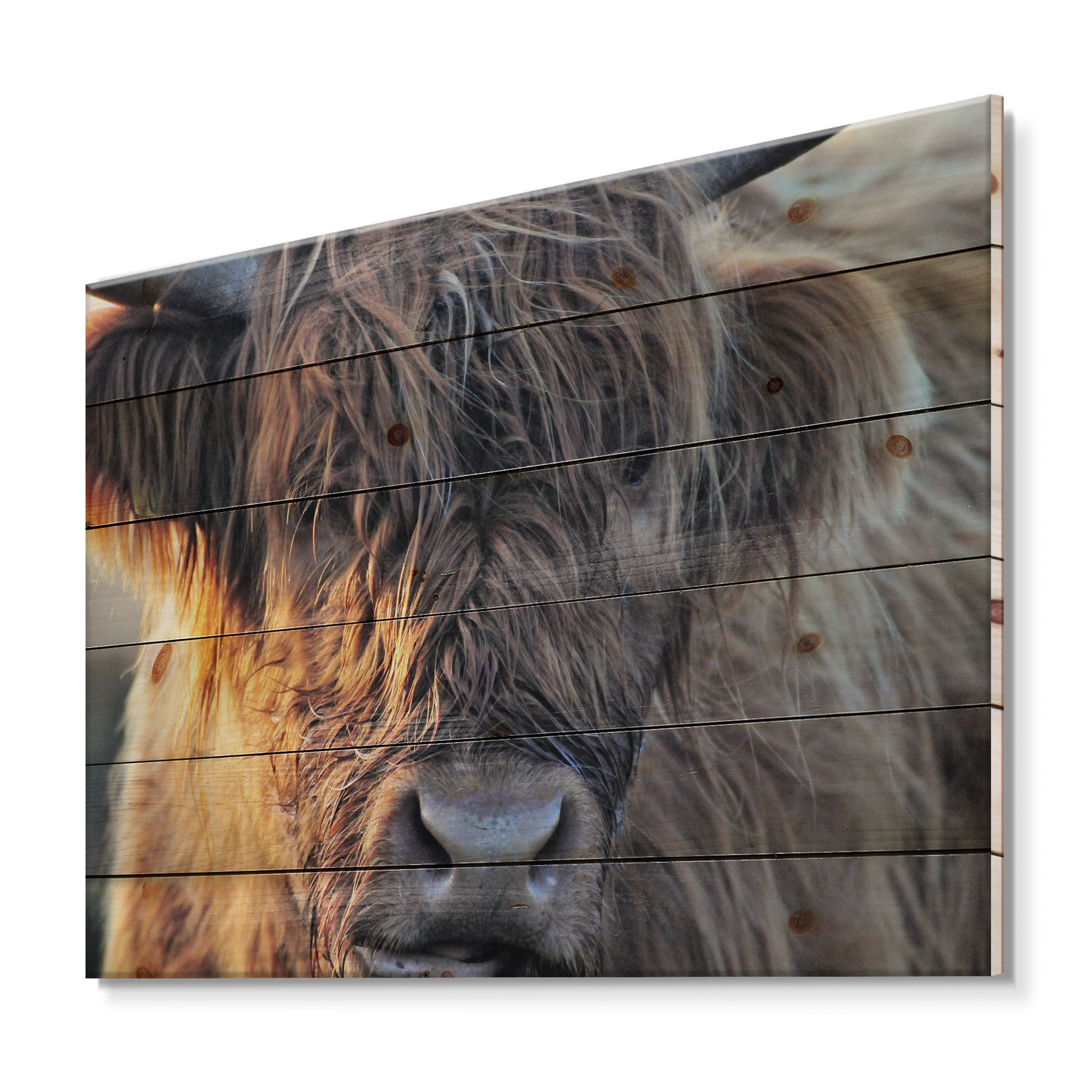 Designart 'Close Up Of Scottish Cow On Moorland III' Farmhouse Print on Natural Pine Wood
