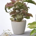 thumbnail image 4 of Sistema Riego Absorbente Agua Suculentas Decoración Blanco+ Sistema De Riego Absorbente De Agua Suculentas Decoración Azul+ Sistema De Riego Absorbente De Agua Suculentas Zulema none, 4 of 8