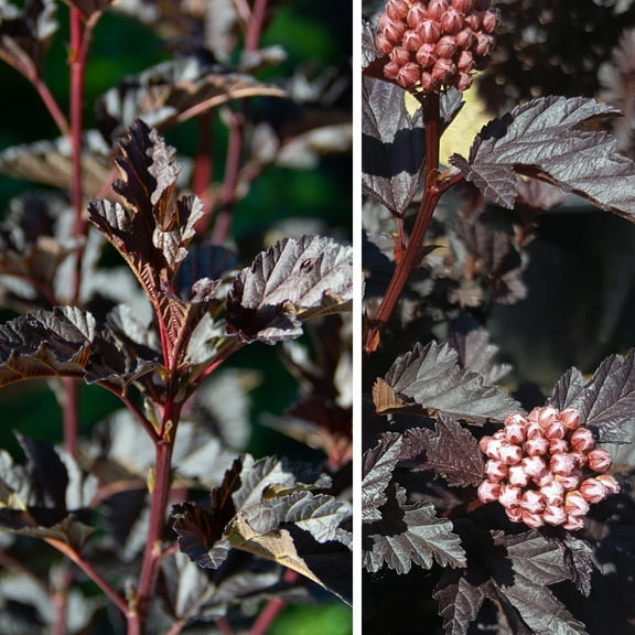 Jumbo Pint Panther Ninebark (Physocarpus) Live Shrub, Pink Flowers