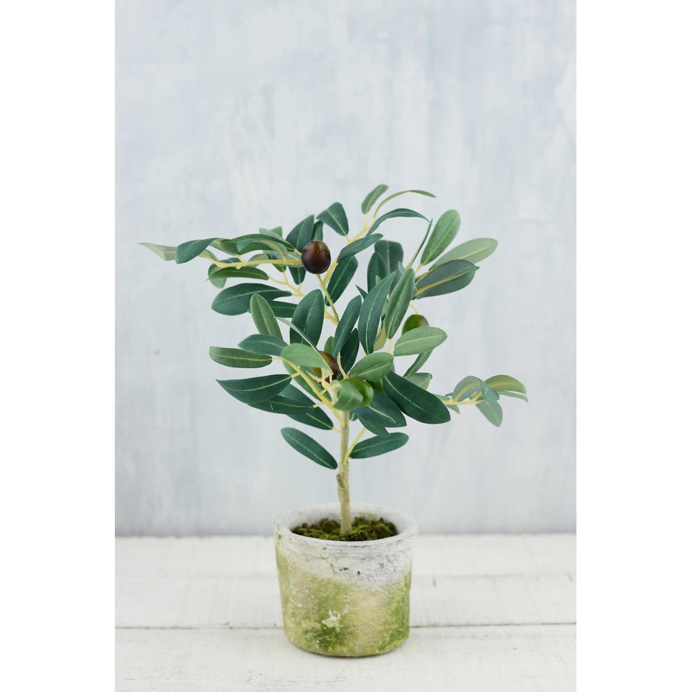 Mini Olive Tree 12 inch