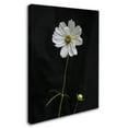thumbnail image 2 of Trademark Fine Art "White Cosmos on Black" Canvas Art by Kurt Shaffer, 2 of 3