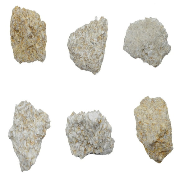 6PK Raw Coquina, Sedimentary Rock Specimens - Approx. 1" - Geologist Selected & Hand Processed - Great for Science Classrooms - Class Pack - Eisco Labs