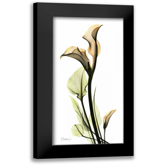 Koetsier, Albert 9x14 Black Modern Framed Museum Art Print Titled - Calla Lily