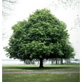 thumbnail image 2 of Ohio Buckeye Tree Seedlings for Planting - No Ship to California (1 Seedling), 2 of 3
