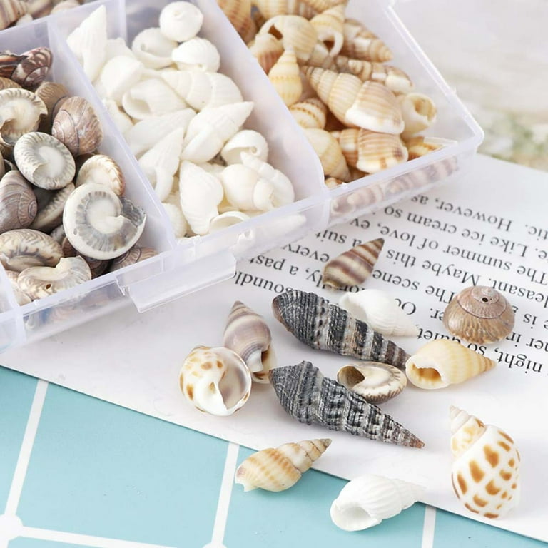  Housoutil 24 Pcs Natural Conch DIY Miniature Conch Mini Shells  Crafts Shells for Decorating Ocean Beach Critter Aquarium Conch Mini Flower  Vase Conch Shells for Decoration Necklace Self Made 