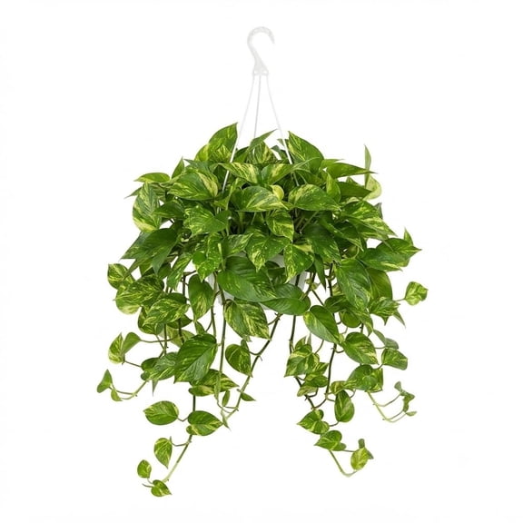 Golden Pothos Live Starter Plant, 4-8 Inches, Easy Care Houseplant, Bright Indirect Light
