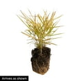 thumbnail image 5 of 1 Gal. Pot, All Gold Japanese Forest Hakonechloa Ornamental Grass Deciduous Perennial Plant - 1 plant per offer, 5 of 5