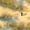 Color 2, variant on Peel and Stick Wallpaper Soft Watercolor Mallard Ducks Peaceful Wetland Wild Grass Wall Mural 17.7in x 9.8ft Self Adhesive Removable Wall Paper Renter Friendly Wallpaper for Farmhouse Bedroom