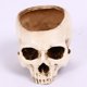 thumbnail image 4 of Calavera hueca aterradora para Halloween, maceta de resina de hollín seco, simulación de calavera, 6.75 pulgadas, estatua de calavera hueca de cerámica, maceta de resina (calavera desnuda), beige JAMW Sencillez, 4 of 5