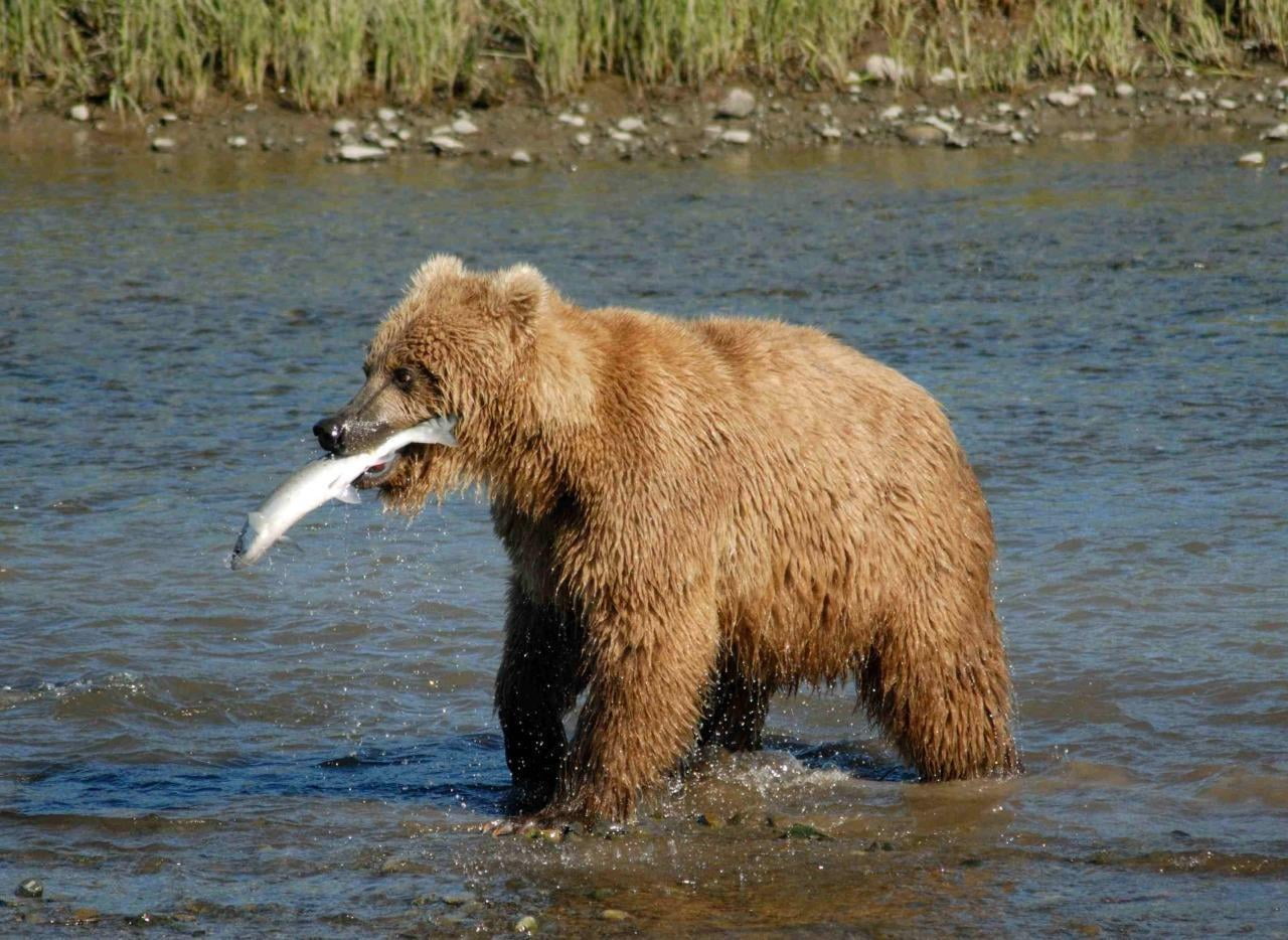Медведица. 0 bear. Медведь в деревне. Медведь стоя. Жизнь и питание медведя прибайкалья фото.