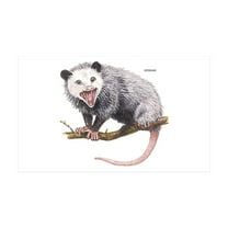 CafePress - Opossum Possum Animal - 35x21 Wall Decal