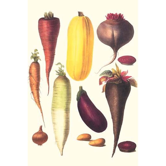 Eggplant, Nuts, and Tubers-Fine Art Canvas Print (20" x 30")