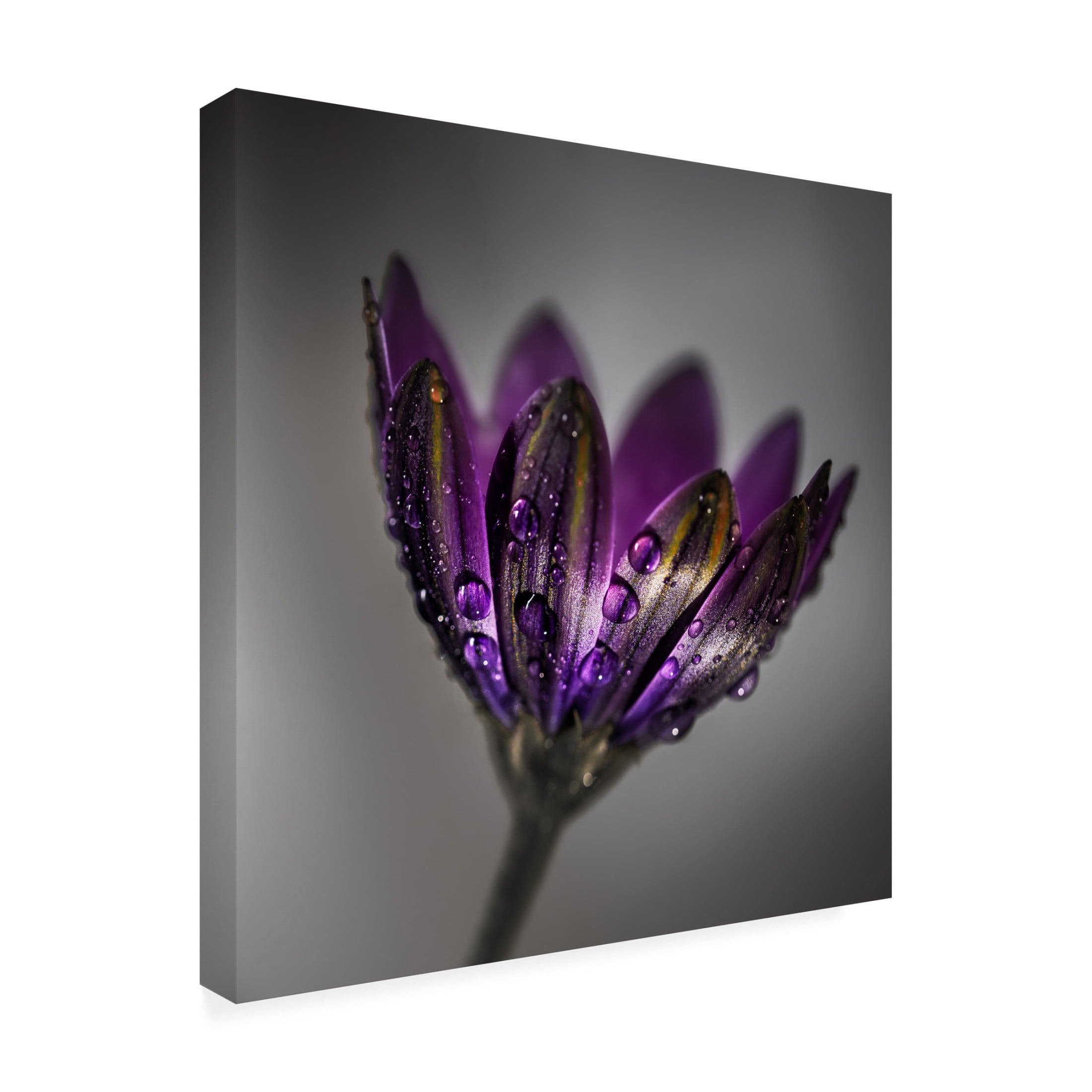 Trademark Fine Art Francis Wilson  Broad-Leaved Anemone Canvas Wall Art