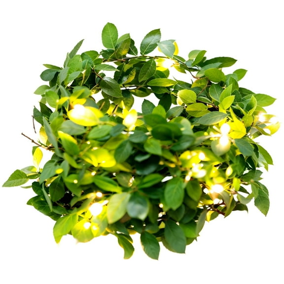Solar Vine String Lights, Balcony Lights for Apartments, 5 m 50 LEDs or 10 m 100 LEDs, 8 Modes, Solar-Powered, Green Leaf Decorations, Waterproof, Perfect for Gardens and Patios