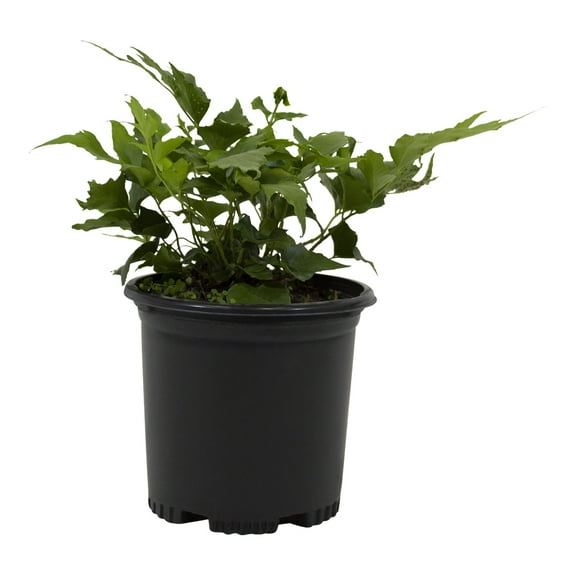 Altman Plants 1Gal Holly Fern Live Plant with Grower Pot