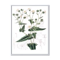Designart 'Ancient Plant Life XXII' Traditional Framed Canvas Wall Art Print