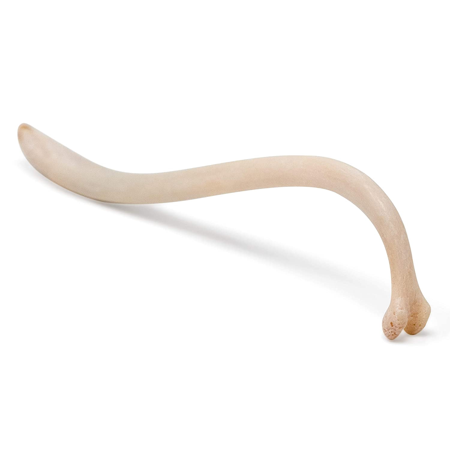 Raccoon Baculum Bone- Raccoon Penile Bone, Texas Toothpick from Real