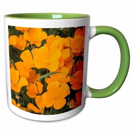3dRose California poppies, Montana de Oro State Park, Los Osos, CA - Two Tone Green Mug,