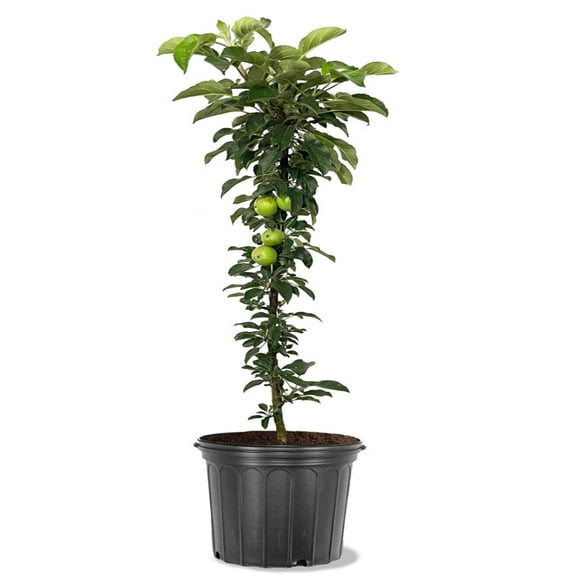 Expert Gardener 2-3 ft. tall Golden Sentinel Columnar Apple Live Tree in 5-Gallon Grower Pot