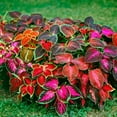 thumbnail image 1 of czcpp-Coleus Mix Indoor Annual Flower Seeds, 200 Seeds, 1 of 4