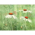 thumbnail image 2 of Clema 14x12 Black Ornate Wood Framed with Double Matting Museum Art Print Titled - Echinacea two, 2 of 4