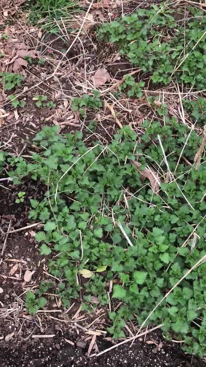 Nettle Plant - Live Stinging Nettle Plant, Urtica dioica - Live Nettles Plant in 3" Pot - Survival Food, Nutritious