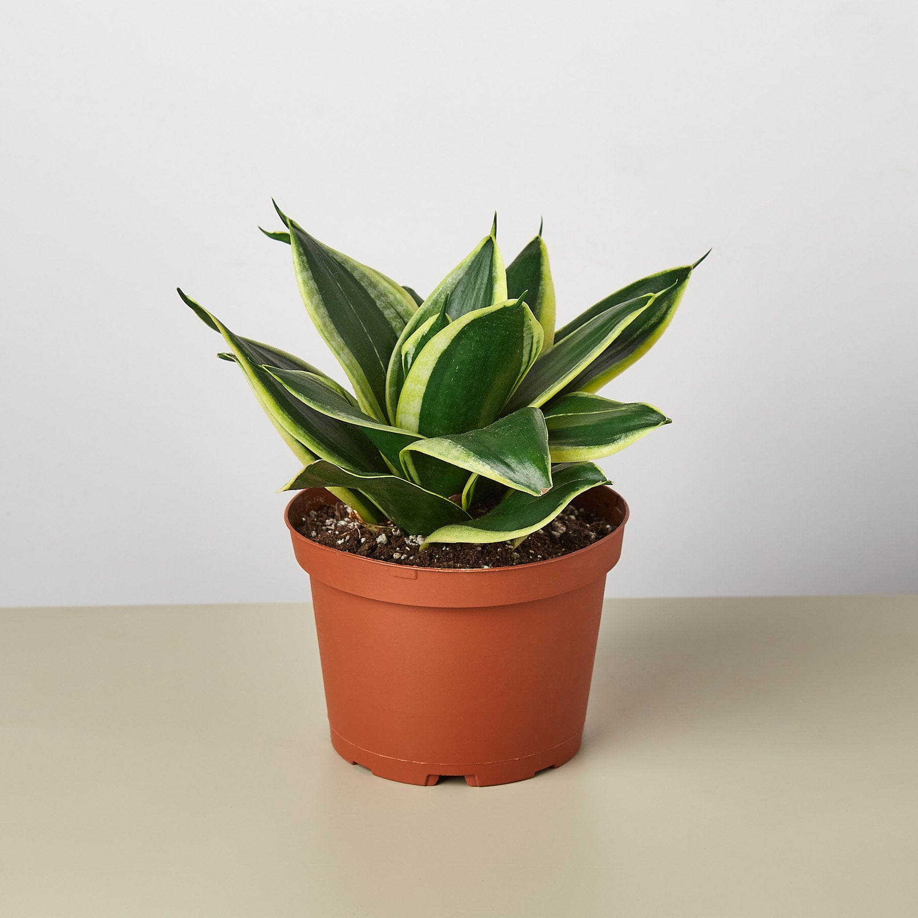 Black And Gold Snake Plant