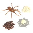 thumbnail image 1 of Yinanstore Simulation d'Animaux, Cycle de Vie d'Arthropode, Figurines d'Action Miniatures, Jouets Éducatifs Scientifiques, 1 of 8