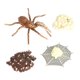thumbnail image 2 of Figuras plásticas del del ciclo de de 4 juguetes pre-juguetes Baoblaze Juego de crecimiento de insectos para niños, 2 of 8