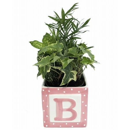 Pink Baby Block Ceramic Planter + 3 Low Maintenance House Plants - 3.75