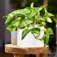 thumbnail image 5 of Pothos 'Marble Queen', 5 of 11