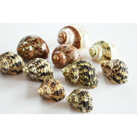 Select 10 Hermit Crab Shells Deluxe Turbo Changing Seashells MEDIUM 1"-2" Size (opening size 5/8" - 1") Beautiful Aquarium Decor