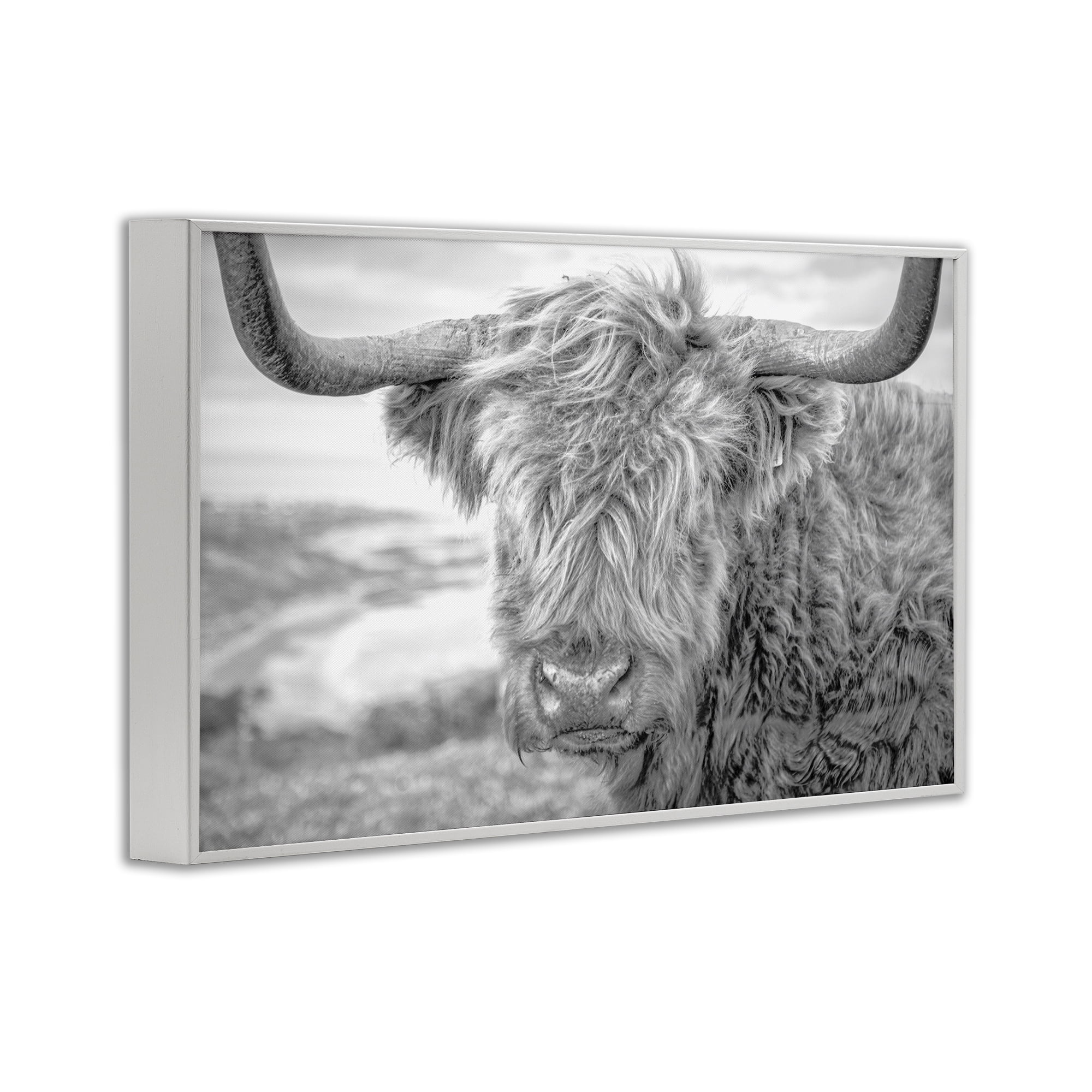 Stupell Industries Close Up Fuzzy Cattle Animals & Insects Photography White Framed Art Print Wall Art, 18 x 12