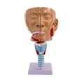 thumbnail image 1 of Cavidad Nasal Garganta Anatomía Modelo Práctico Anatómico Humano Faringe Laringe, 1 of 9