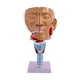 thumbnail image 1 of Modelo de garganta de cavidad nasal, modelo médico de enseñanza, modelo científico de laringe de faringe de PVC para exhibición en el aula de ciencias, 1 of 9