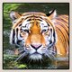 thumbnail image 3 of Resina diamante tigre JShteea diamante 30*30 CM, 3 of 9