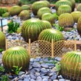 thumbnail image 4 of CTIRCHIU 8Pack Decorative Fence for Micro Landscape Mini House Fences Wooden Black, 4 of 6