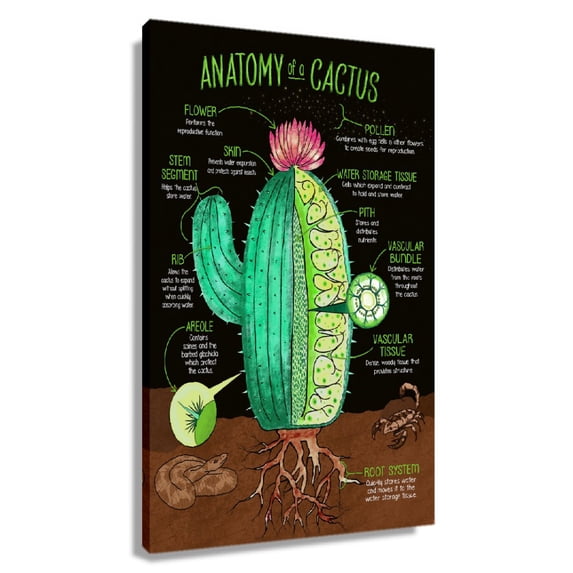 Cactus Knowledge Poster Anatomy Wall Art Infographic Poster Pictures for Living Room Rectangular Kitchen Decor Prints Artwork Decoration Canvas Unframed 20x30 in