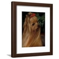 thumbnail image 1 of Yorkshire Terrier with Hair Tied up and Long Hair, Animals Framed Art Print Wall Art by Adriano Bacchella Sold by Art.Com, 1 of 5