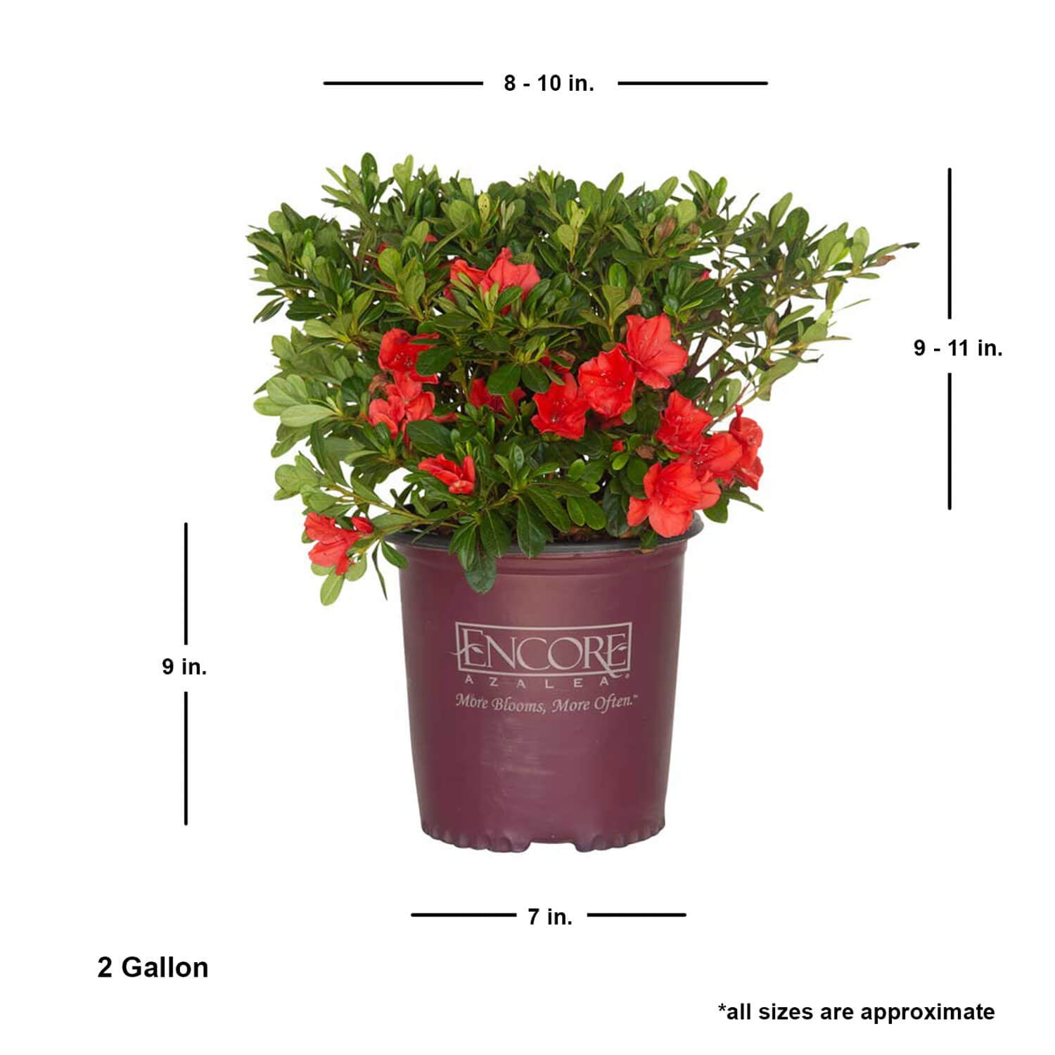 Encore Azalea Autumn Sunset (2 Gallon) Purple Flowering Shrub - Full Sun Live Outdoor Plant