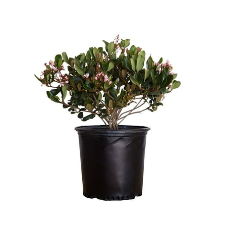 Eleanor Taber Indian Hawthorn (2.5 Gallon) Pink Blooming Evergreen Shrub - Live Outdoor Plant